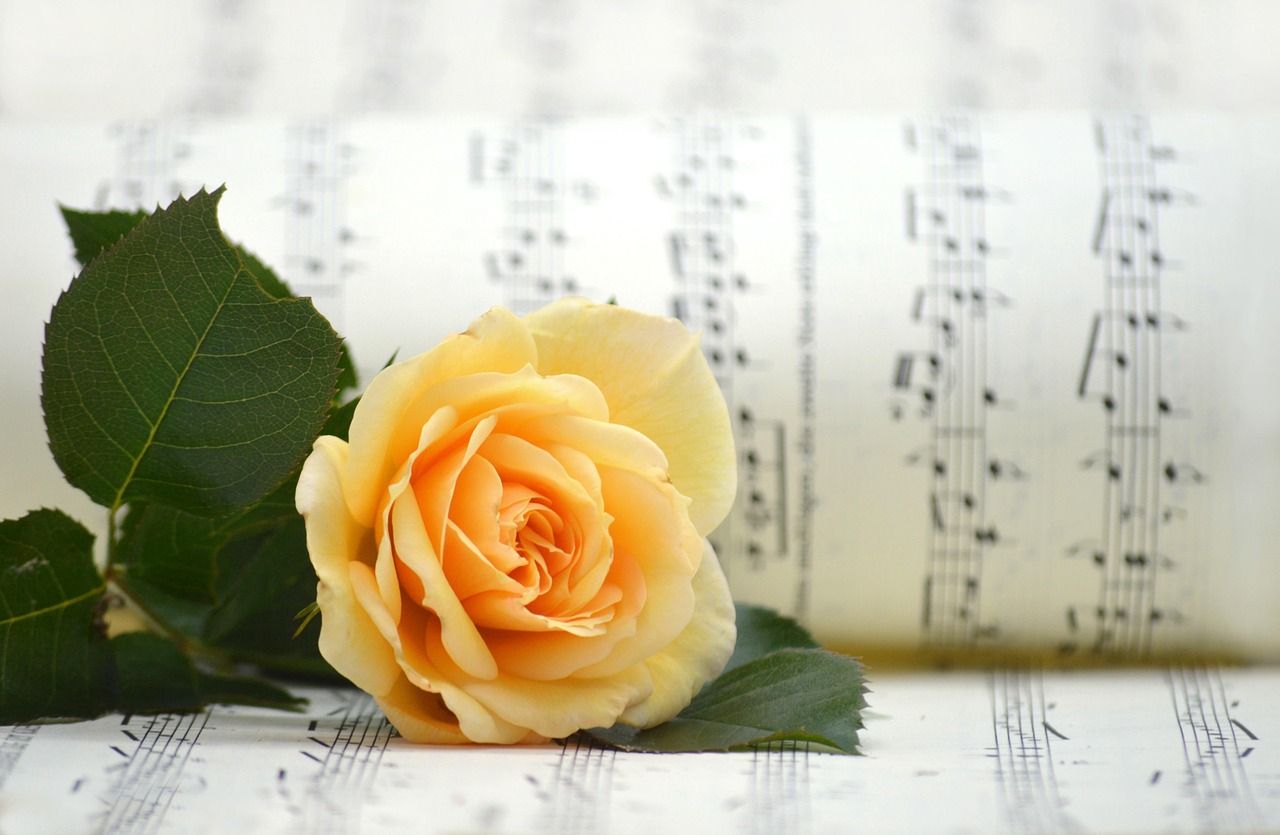 Ein Notenblatt mit einer gelben Rose